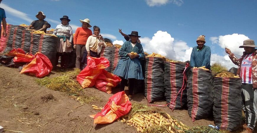 productores cosechan papas tubérculos andinos Perú