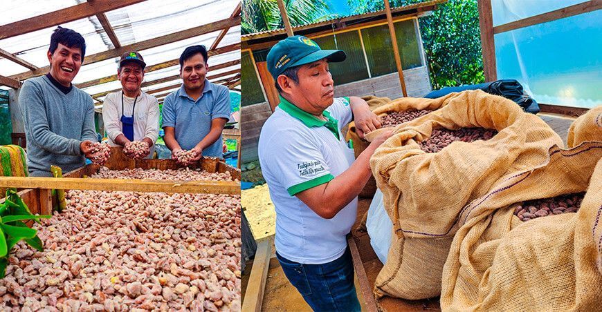 Productores de Puno, Cusco y Madre de Dios venden 20 TM de cacao a La Ibérica