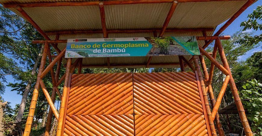 Implementan Banco de Germoplasma de Bambú en el Vraem