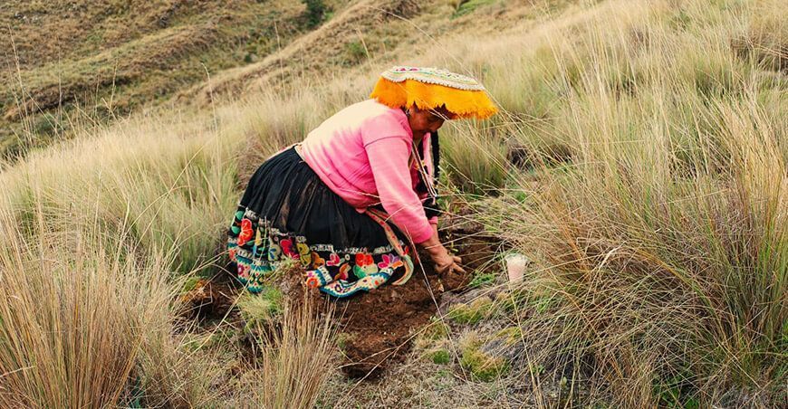 Instalan plantones nativos en 3010 hectáreas degradadas de Calca y Urubamba forestación y reforestación Cusco Perú