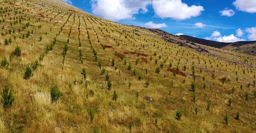 Proyecto Especial Sierra Centro Sur producción de plantones frutales y forestales y recuperación suelos agrarios en Huancavelica y Apurímac