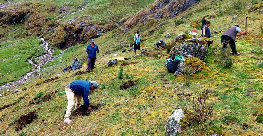 Instalan plantones nativos en 3010 hectáreas degradadas de Calca y Urubamba forestación y reforestación Cusco Perú