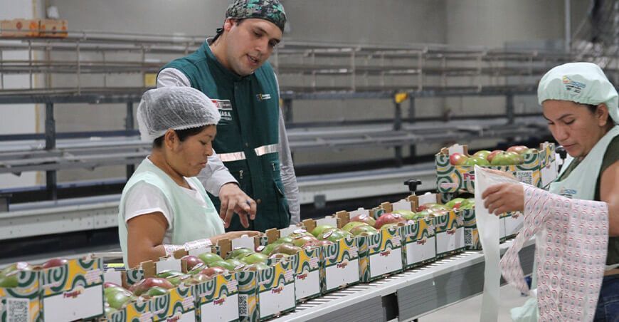 Senasa exportación de mango Perú
