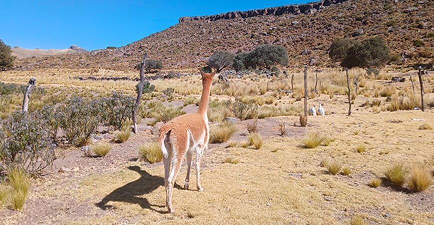 No se registra mortandad de vicuñas en la isla Umayo en Puno Perú Serfor