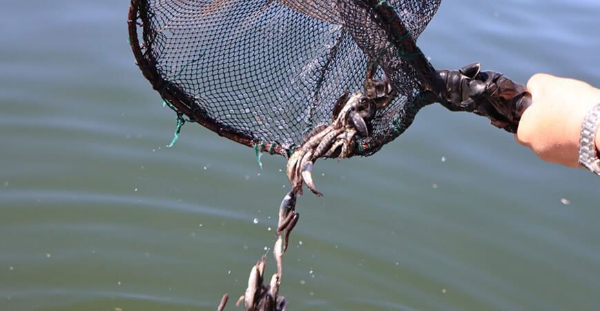 siembran alevines de trucha en la laguna de Suches Tacna Perú