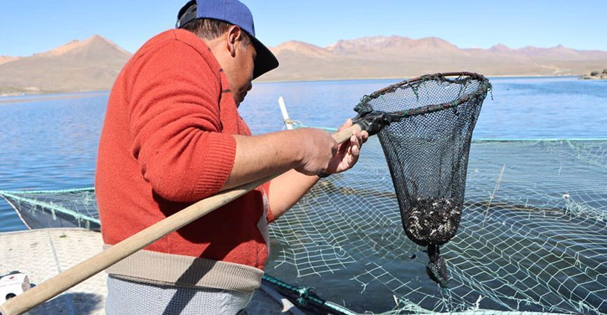 siembran alevines de trucha en la laguna de Suches Tacna Perú