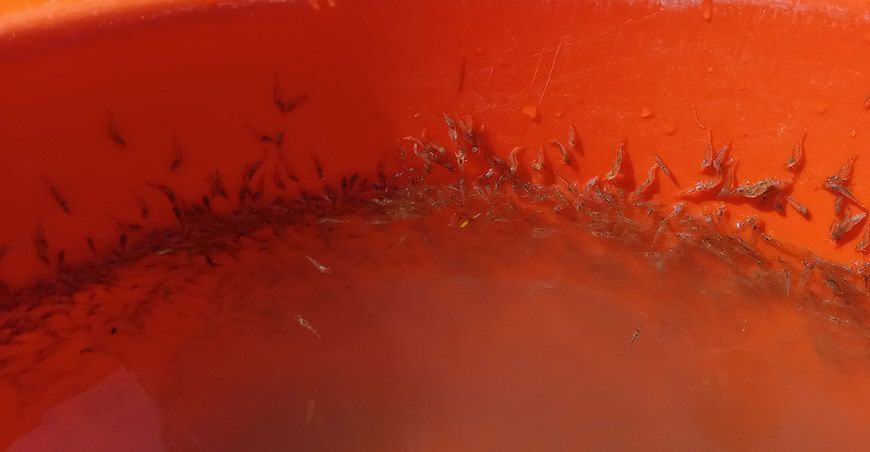 Siembran más de 50 000 larvas de camarón en las cuencas del río San Juan en Huancavelica Perú