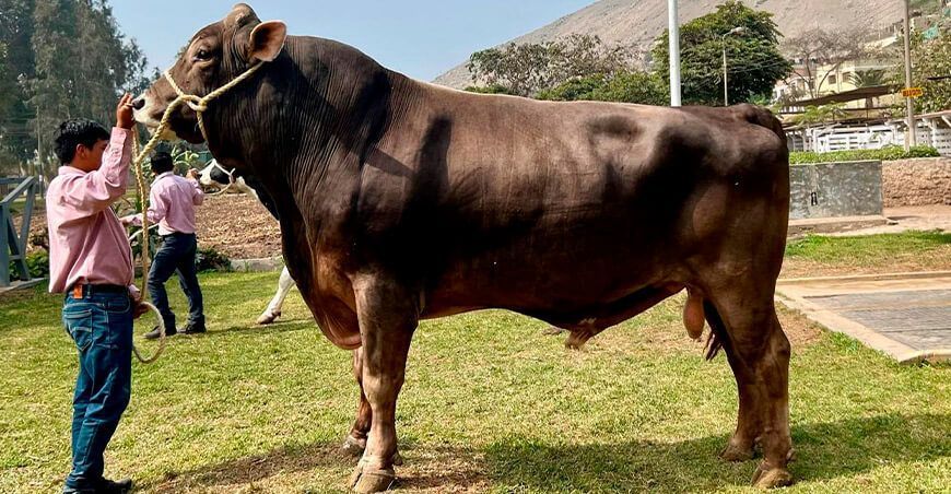 Toros con alta calidad genética Banco Nacional de Semen UNALM