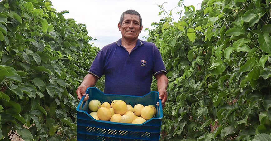 producción de cultivo de maracuyá Perú Hub UNALM