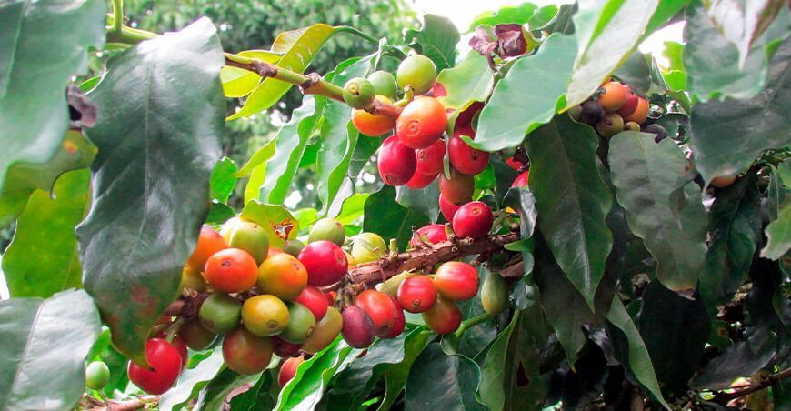 UNTRM publica investigación sobre Metarhizium sp. como potencial agente de biocontrol de la broca del café