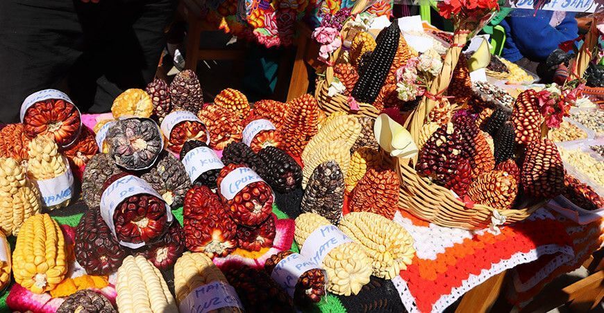 50 variedades de maíz en zona de agrobiodiversidad Circa en Apurímac
