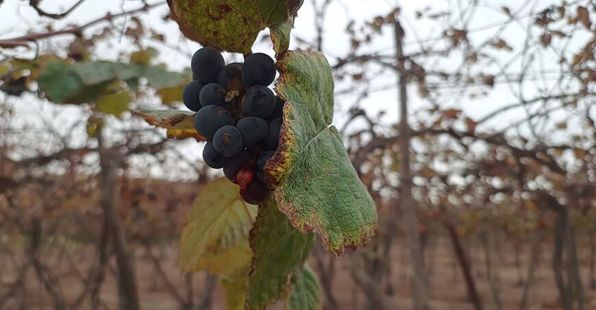 uvas pisqueras Perú