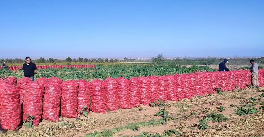 Productores de Tacna exportan 76 toneladas de cebolla roja a Chile