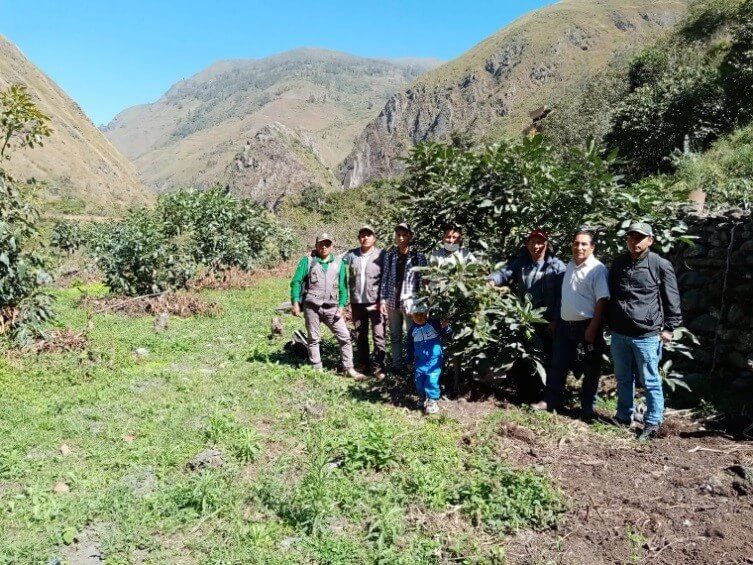 Palta Hass y Fuerte: Una alternativa promisoria para el valle de Sandia, Puno