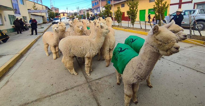 Gobierno impulsa mejora genética de alpacas reproductores de alta calidad genética Perú