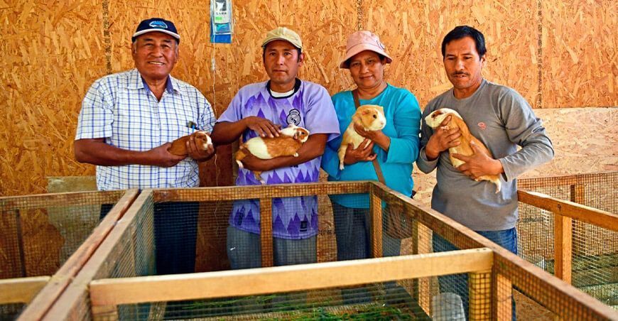 Agro Rural entregará cuyes a productores Perú