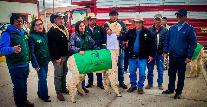 Gobierno impulsa mejora genética de alpacas reproductores de alta calidad genética Perú