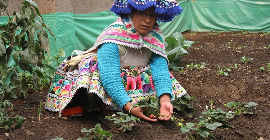 Agro Rural fitotoldos productora de fresas Perú