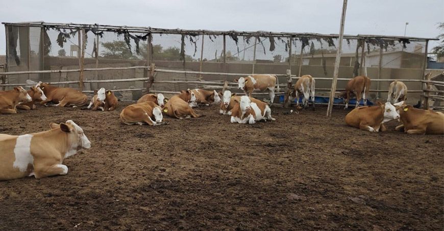 Entregan 40 vaquillonas y equipos a asociación ganadera de Lambayeque Agroideas Perú