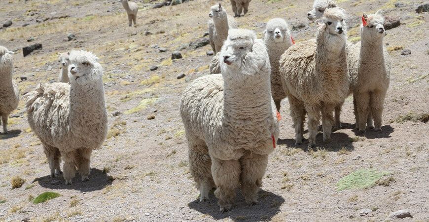 alpacas camélidos sudamericanos Perú