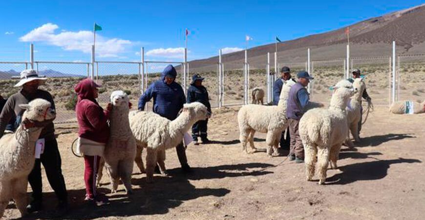 Proyecto de Camélidos Sudamericanos alpacas Tacna Perú