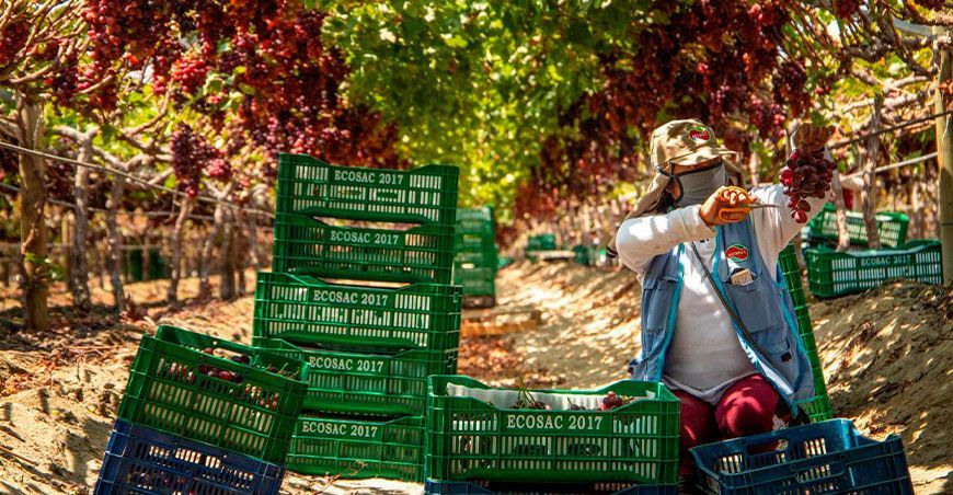 Atitlan ingresa al mercado peruano tras asociarse con Ecosac exportación de uva Perú