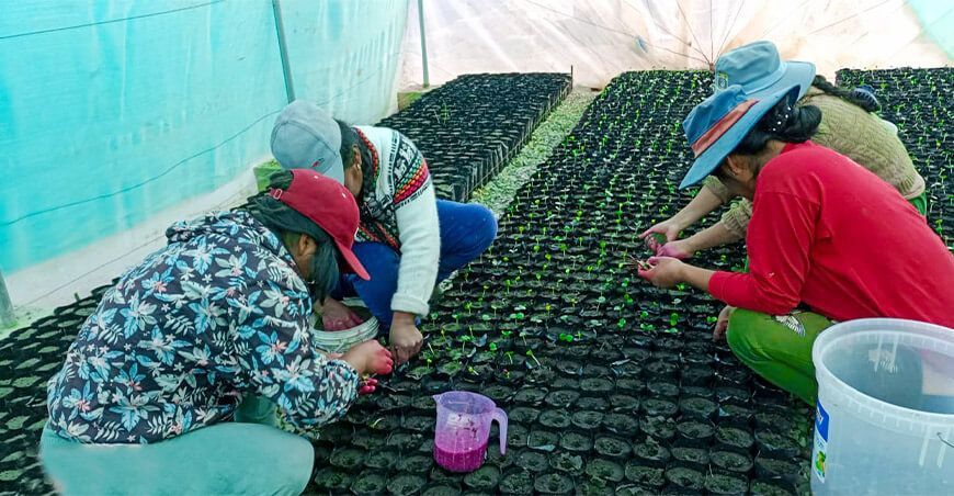 Ayacucho produce plantones forestales en Víctor Fajardo