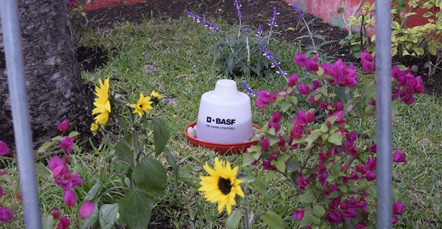 Inauguran el primer Jardín Polinizador "Alas para el Campo" en Perú para proteger la biodiversidad BASF Peruana y Aniquem
