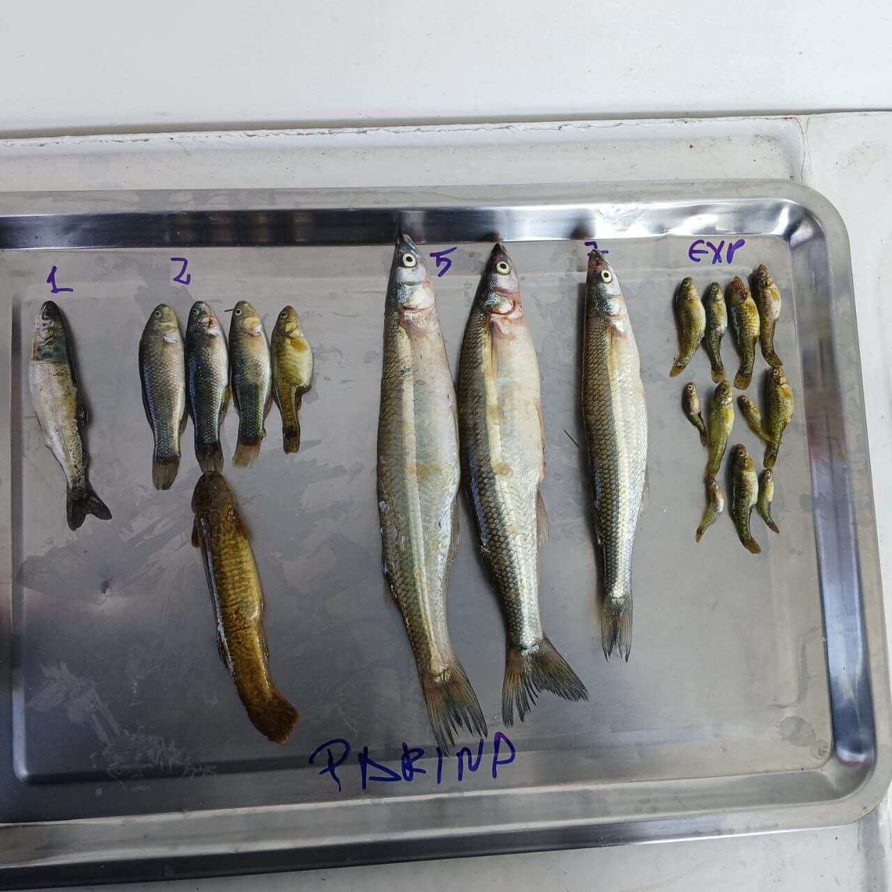 Produce inicia crucero binacional para evaluar la biomasa de recursos pesqueros en el Lago Titicaca Puno Perú