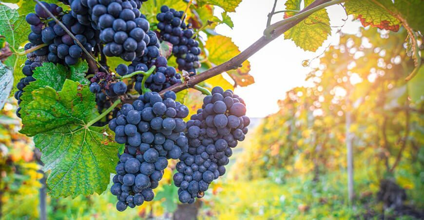 La Botrytis en cultivo de uvas Perú