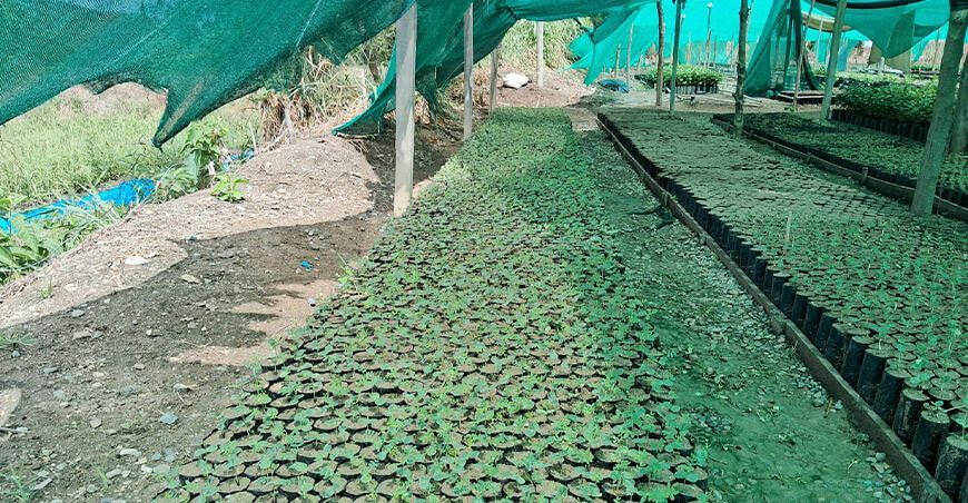 Producen un millón de plantones para impulsar la reforestación en Jaén en Cajamarca Perú