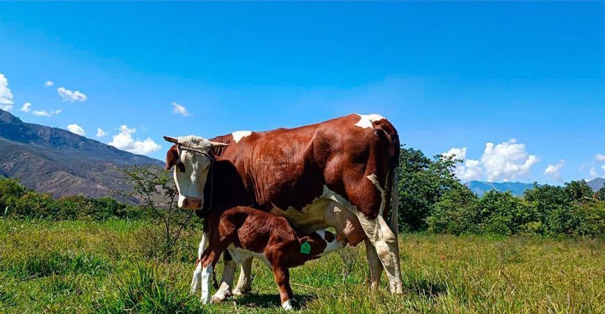 Proyecto ganadero de Cajamarca inseminación artificial nacimiento de becerros con alta calidad genética
