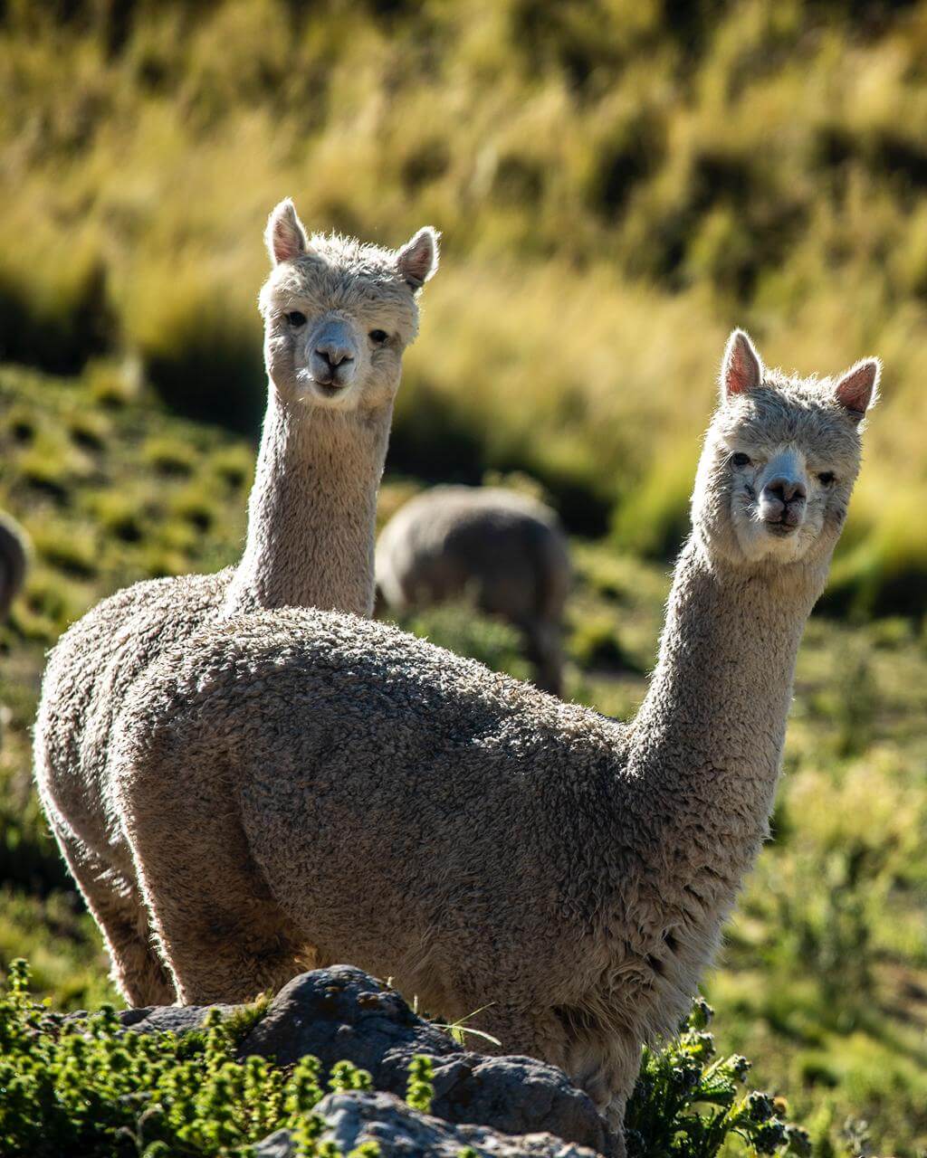 Impulsan investigación para mejorar la genética de las alpacas y fortalecer la industria textil