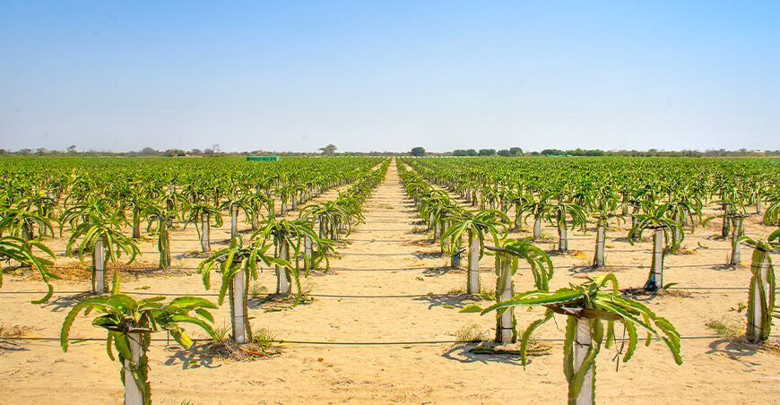 campos de Jayanca Lambayeque cultivo de pitahaya Baleno