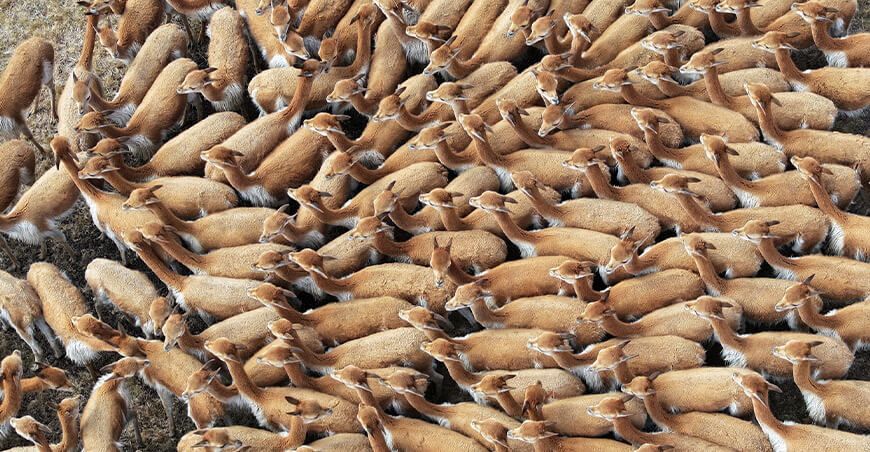 Chaccu de vicuñas Cajamarca Perú