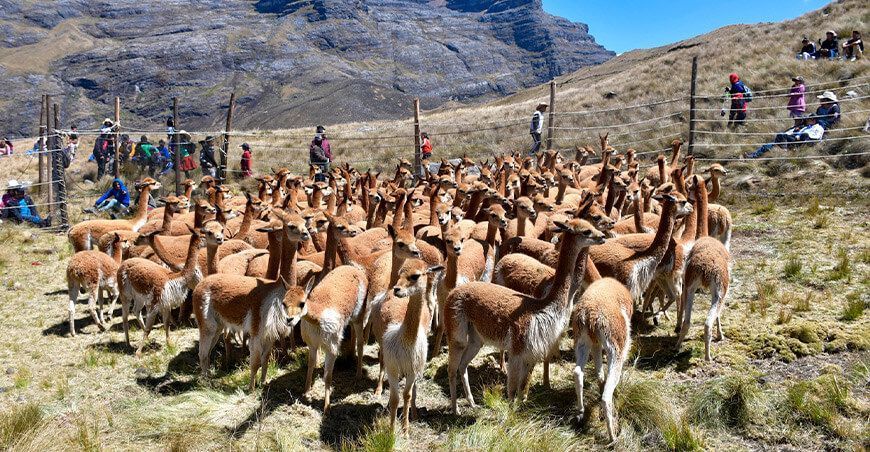 Chaccu de vicuñas Perú