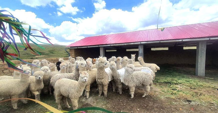Agro Rural cobertizos alpacas Perú