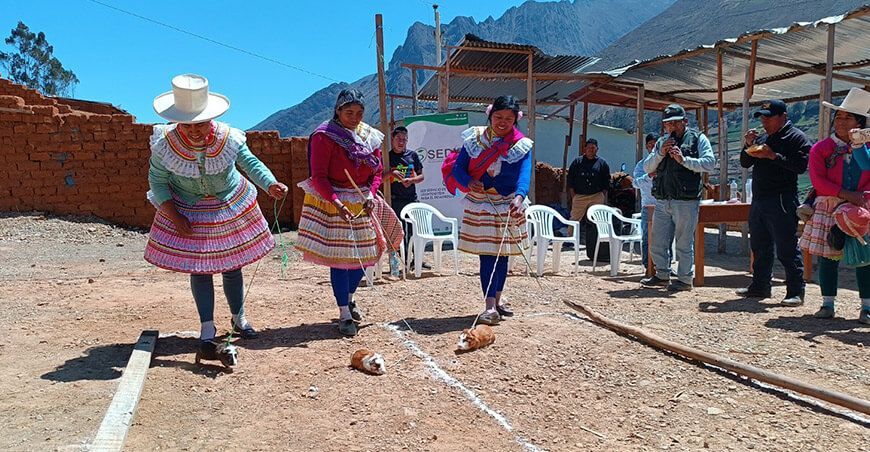 Carrera de cuyes centro poblado de Pisha Ancash Perú