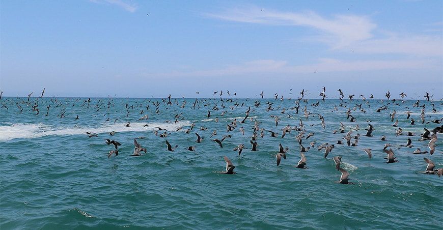 Concytec pondrá en agenda la conservación de la biodiversidad marina Perú