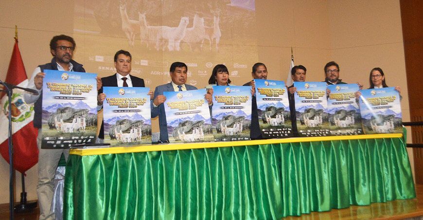 Pasco será sede del Congreso Nacional De Criadores De Camélidos Domésticos