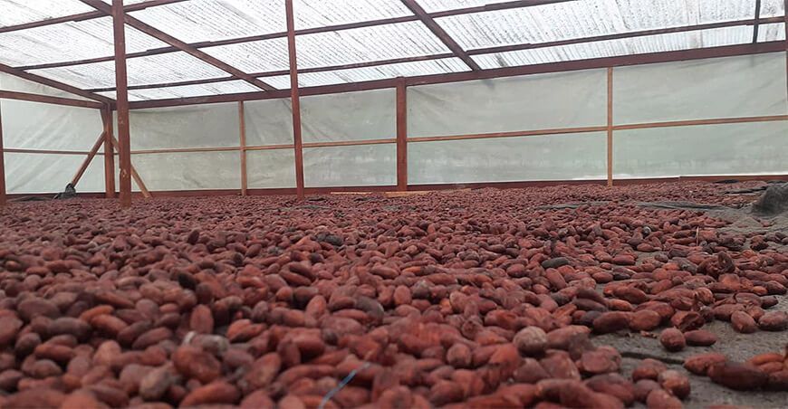 Cooperativa Agraria de Cacaoteros de Curimaná (Curicoop) de Ucayali vende cacao grano a empresa Nutry Body