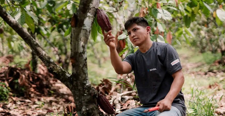 Cooperativa Agraria de Cacaoteros de Curimaná (Curicoop) de Ucayali vende cacao grano a empresa Nutry Body