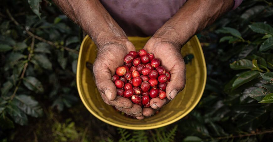 Abel Vilcas Taype, junto a su esposa, Inocenta Gamboa La Rosa, producen café Geisha de excelencia en el Vraem