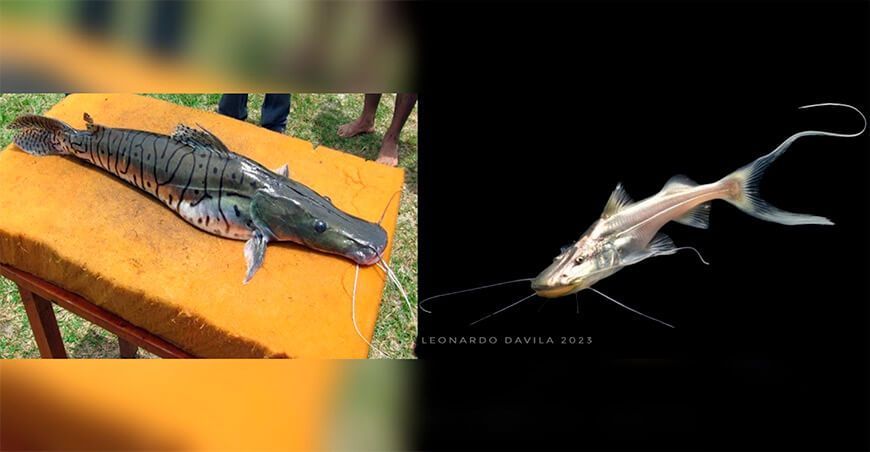 Crianza de bagres en la Amazonía Perú