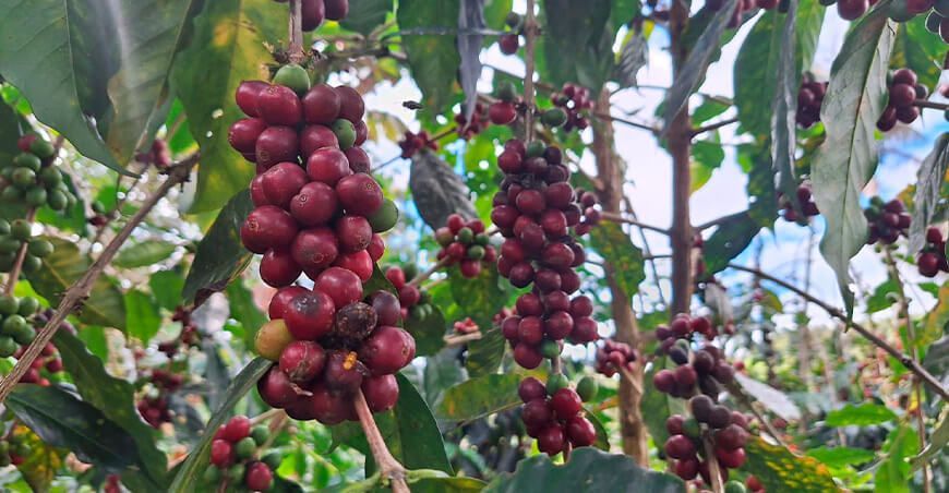 INIA identifica e investiga tipos de café con tolerancia a plagas y enfermedades en el Vraem
Perú