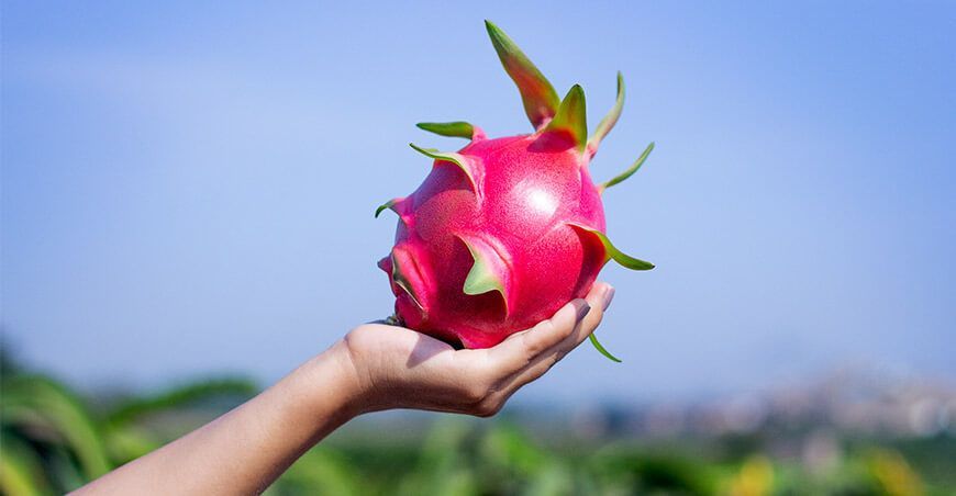 exportación de cultivo de pitahaya Baleno Perú