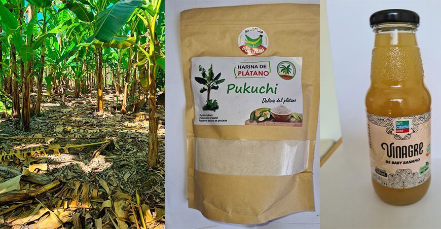 Huánuco impulsa el hub empresarial de los derivados de plátano y banano