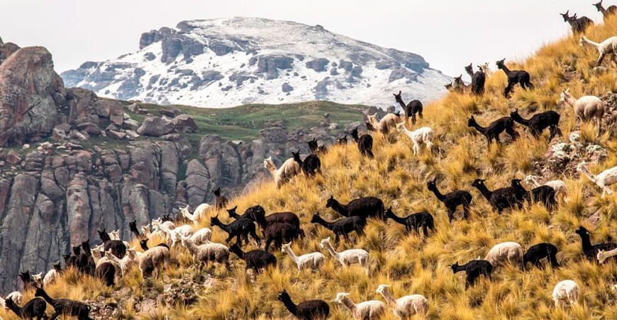 Impulsan investigación para mejorar la genética de las alpacas y fortalecer la industria textil Perú
