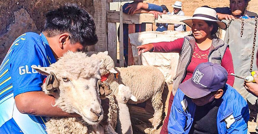 Inician campaña de dosificación de ovinos en Jauja