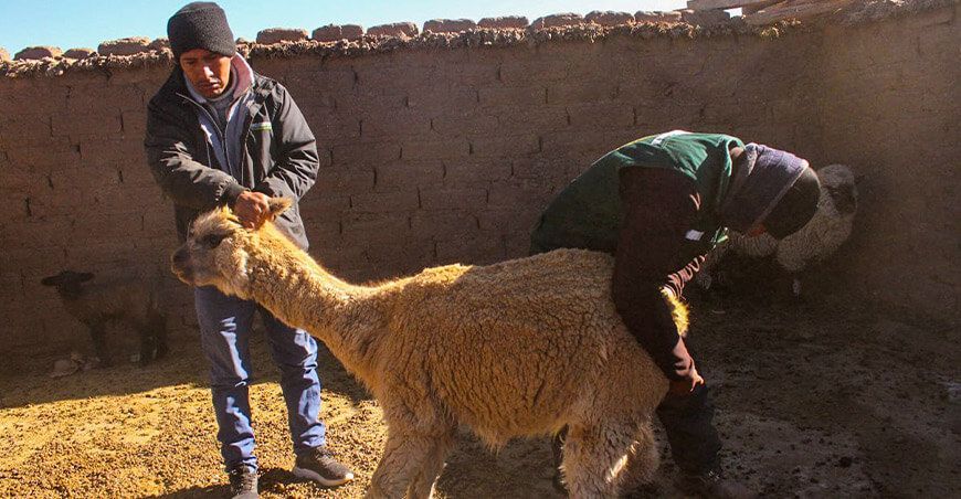 Kits veterinarios Camélidos sudamericanos Alpacas Perú